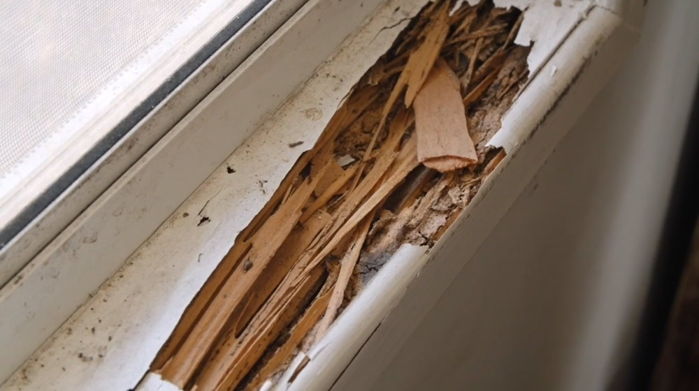 Termite inspection and treatment for homeowners