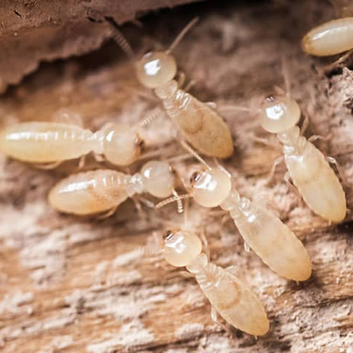 Best Termites Control image gallery